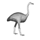 An elephant bird lol